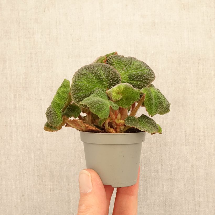 Spécimen de Begonia Rex Soli Mutata Mini-plante tel que livré au printemps