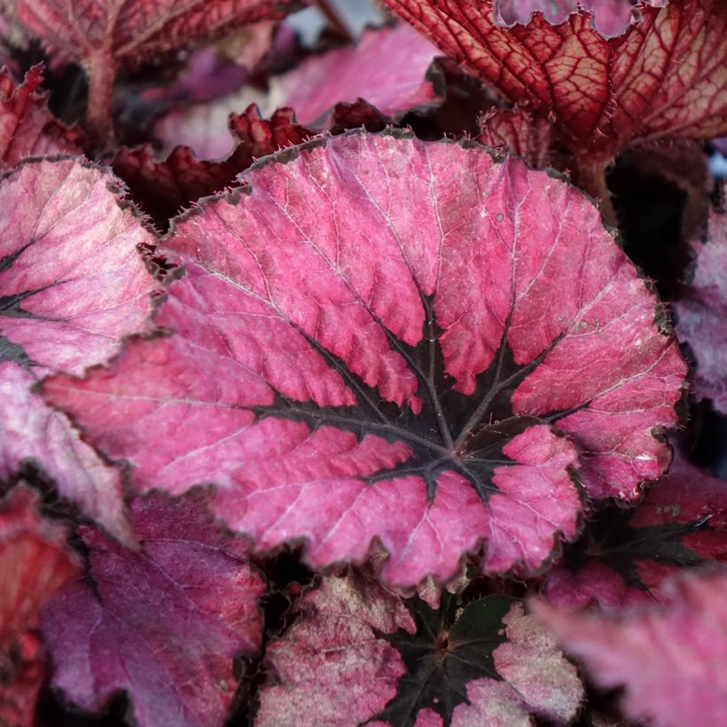 Begonia Rex Spirit of Kwale (Feuillage)