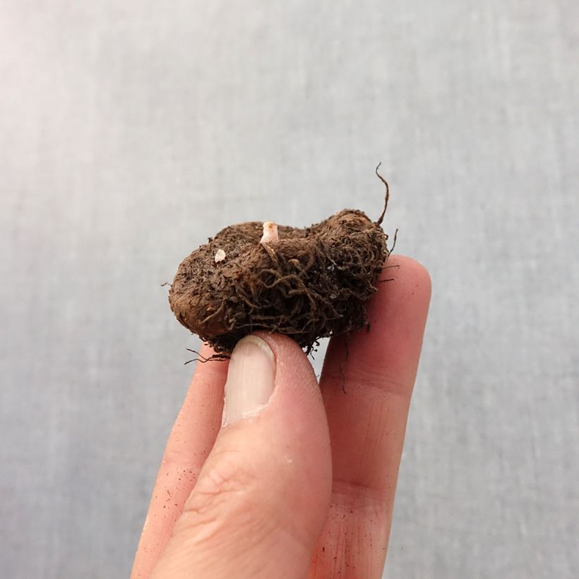 Example of Begonia Switzerland Bulbe calibre 5+ as you get in printemps