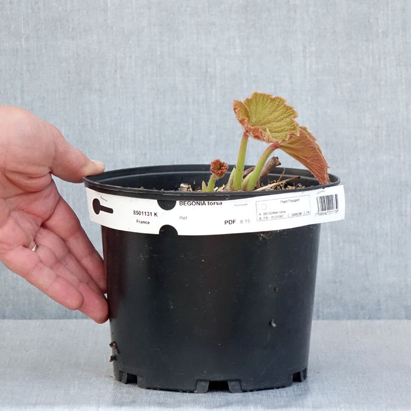 Spécimen de Begonia Torsa Pot de 3L/4L tel que livré au printemps
