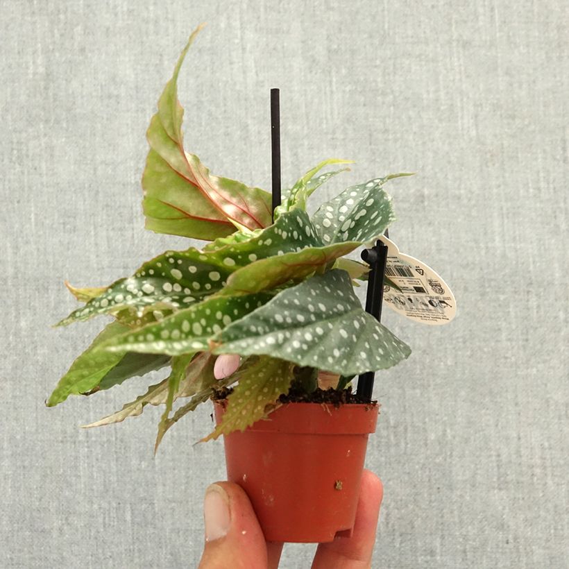 Spécimen de Begonia Wings maculata Silverspot - Bégonia Bambou Mini-plante tel que livré au printemps
