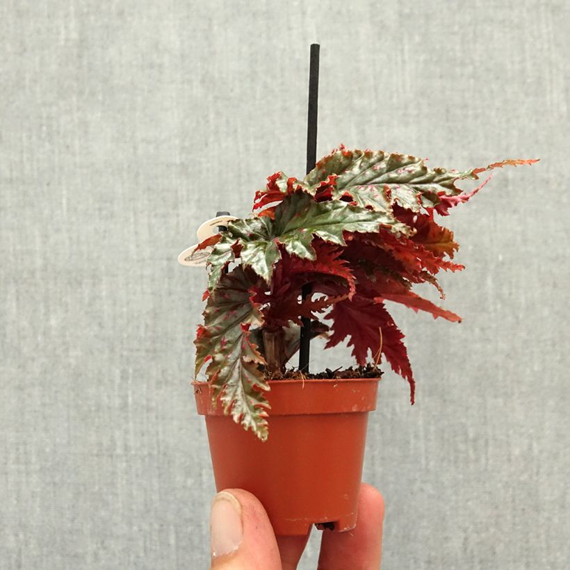 Spécimen de Begonia Wings serratipetala Mini-plante tel que livré au printemps
