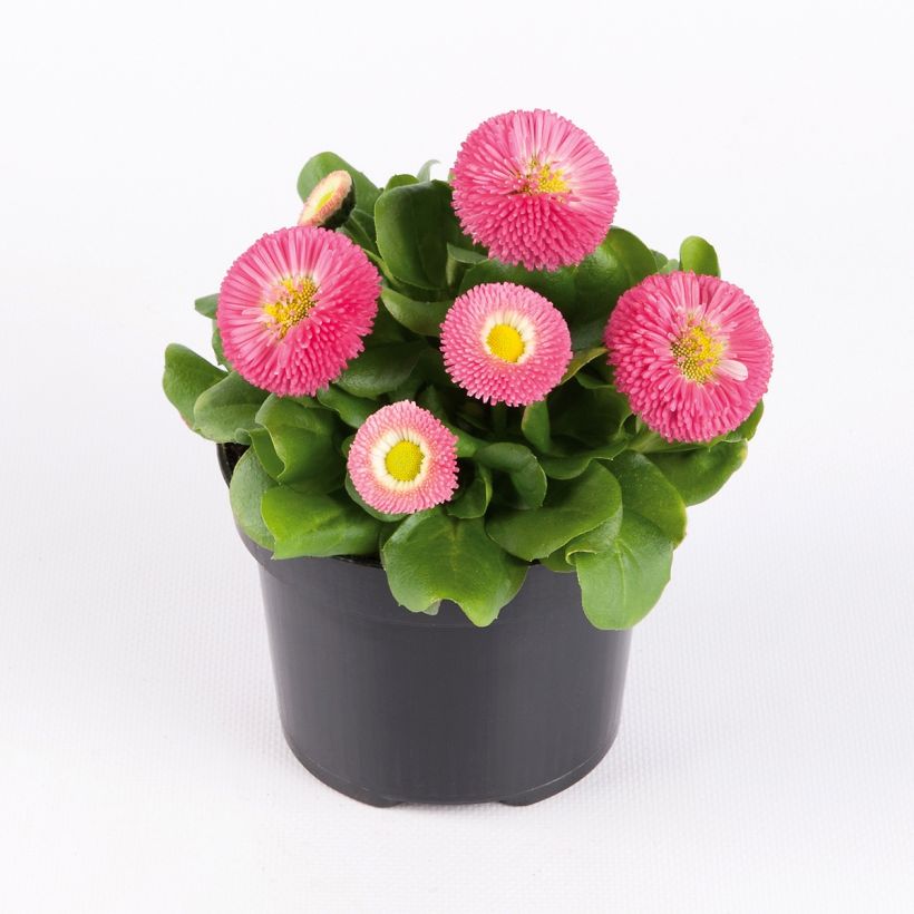 Pâquerette Bellissima Compact Rose - Bellis perennis (Plant habit)