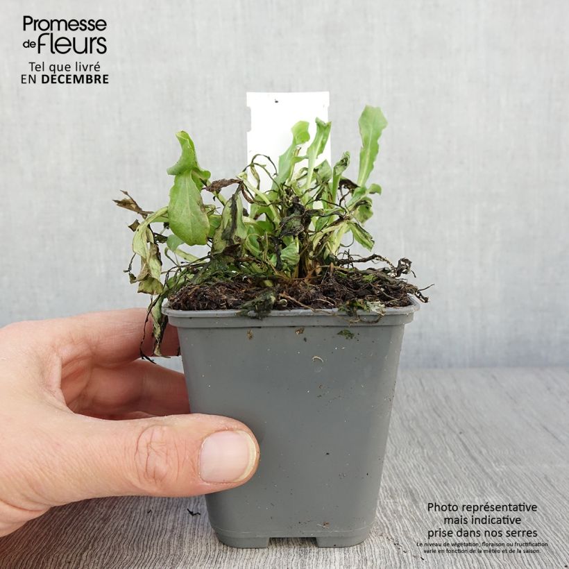 Spécimen de Bellis perennis Roze - Pâquerette rose Godet de 7/8 cm tel que livré en automne