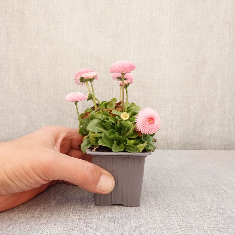 Spécimen de Bellis perennis Roze - Pâquerette rose Godet de 7/8 cm tel que livré au printemps