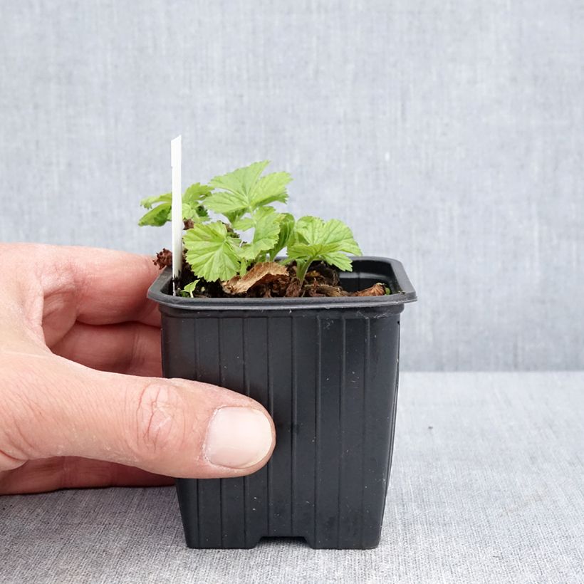 Spécimen de Benoîte des rives Coppertone Godet de 8/9 cm tel que livré au printemps