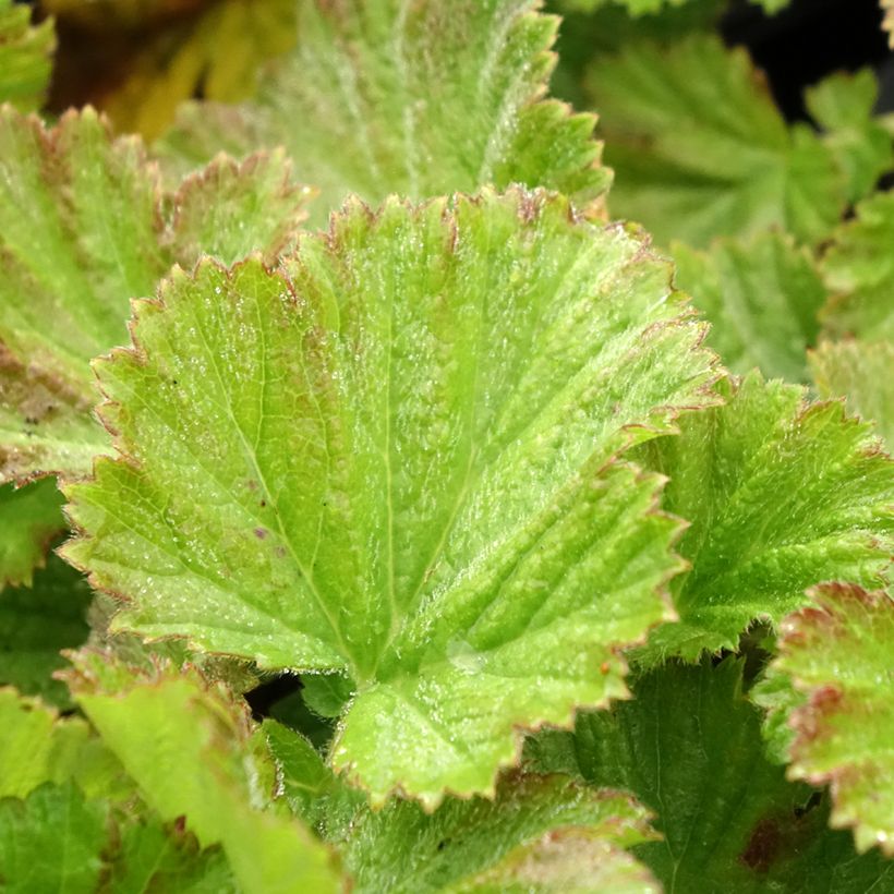 Benoîte des rives Coppertone (Feuillage)