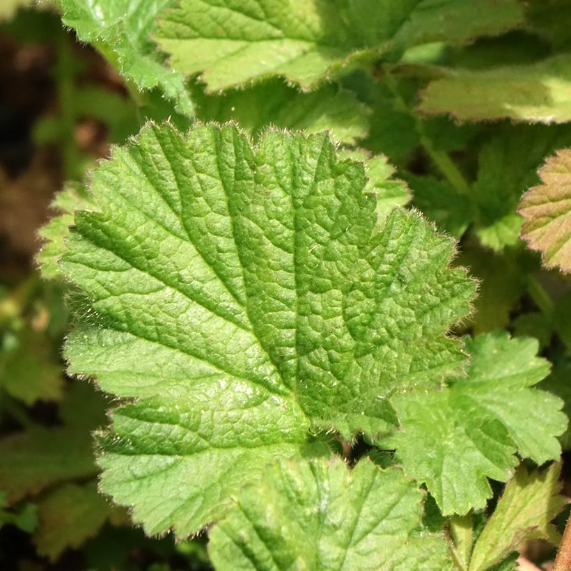 Benoîte Dolly North (Feuillage)