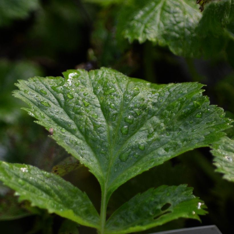 Geum Cosmopolitan - Benoite blanc-pêche (Foliage)