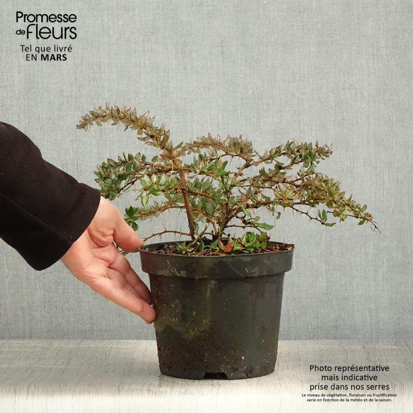 Example of Berberis darwinii - Epine-vinette de Darwin Pot de 2L/3L as you get in printemps