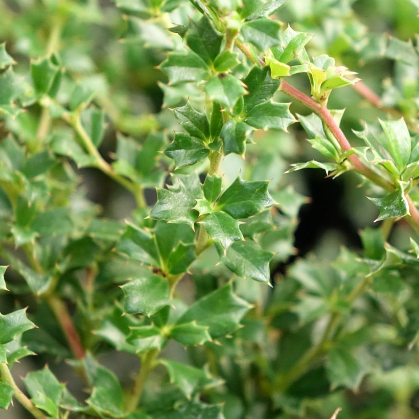 Berberis darwinii Compacta - Épine-vinette (Foliage)