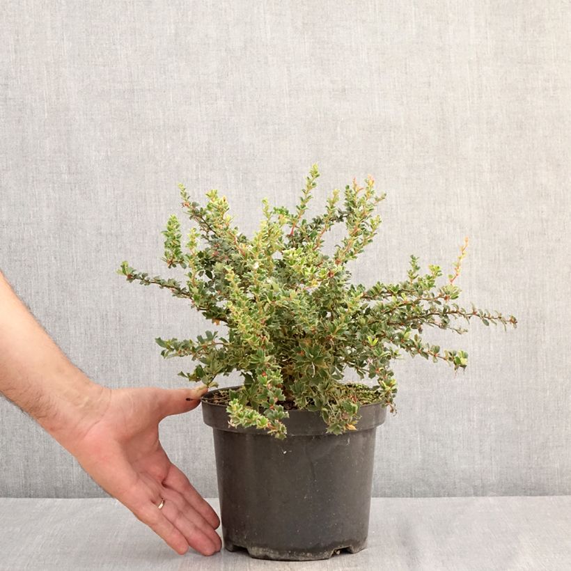Spécimen de Berberis darwinii Compacta - Épine-vinette Pot de 3L/4L tel que livré en été