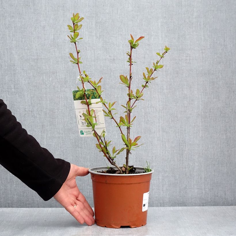 Example of Berberis koreana - Epine-vinette de Corée Pot de 3L/4L as you get in printemps