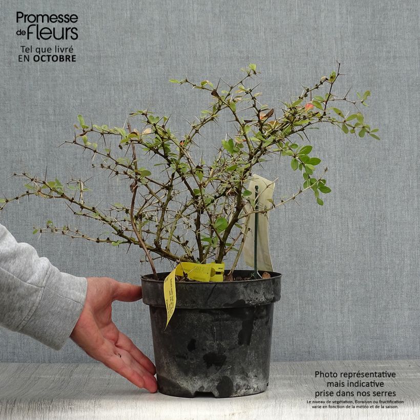 Spécimen de Berberis media Dual Jewel – Epine vinette Pot de 2L/3L tel que livré en automne