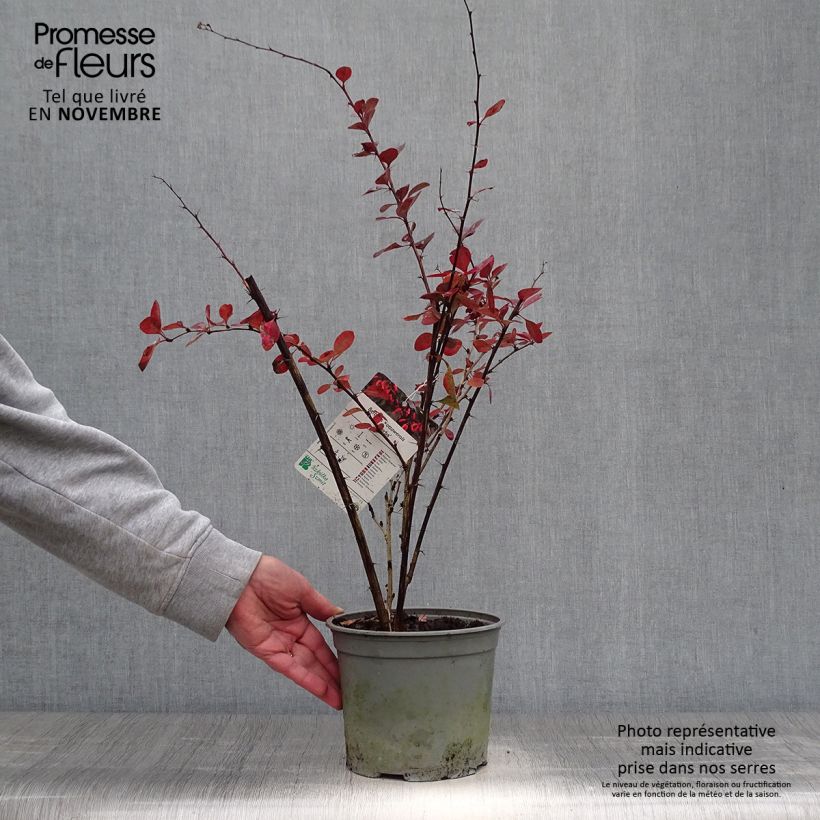 Spécimen de Berberis ottawensis Superba - Epine-vinette Pot de 3L/4L tel que livré en automne