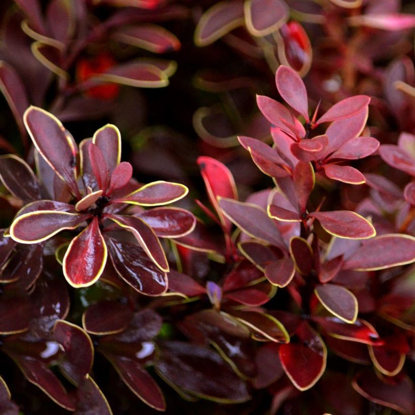 Berberis thunbergii Admiration (Foliage)