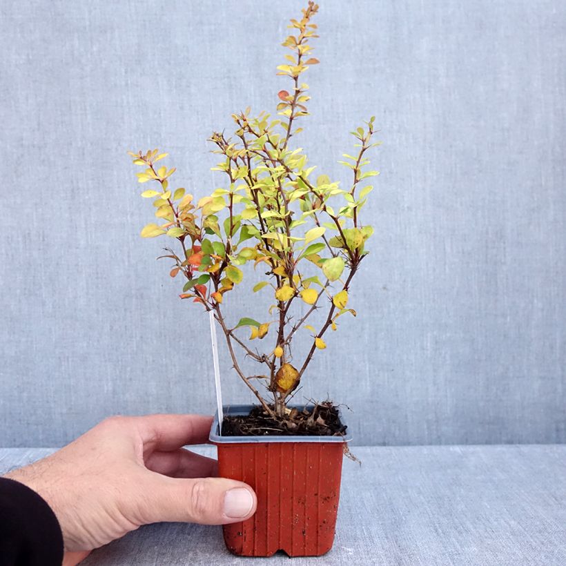 Spécimen de Berberis thunbergii Aurea - Epine-vinette Godet de 8/9 cm tel que livré en automne