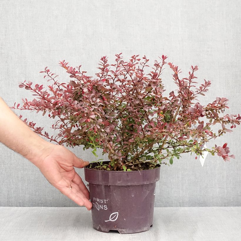 Spécimen de Berberis thunbergii Cabernet - Epine-vinette Pot de 3L/4L tel que livré en été
