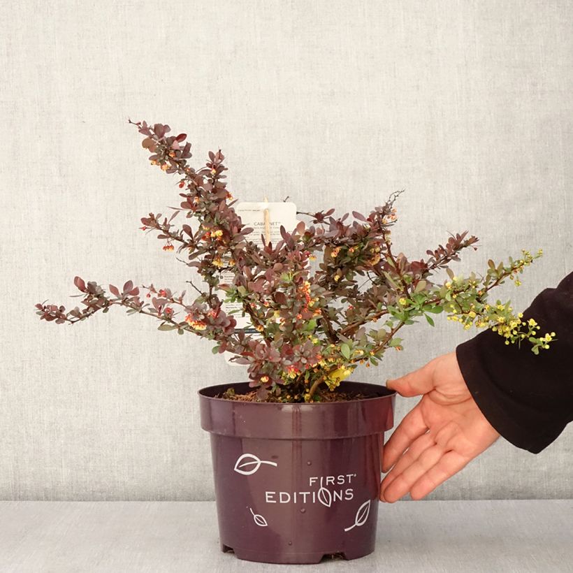 Spécimen de Berberis thunbergii Cabernet - Epine-vinette Pot de 3L/4L tel que livré au printemps