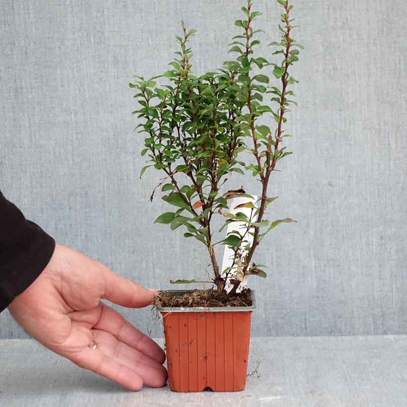 Spécimen de Berberis thunbergii Erecta - Epine-vinette Godet de 8/9 cm tel que livré en automne
