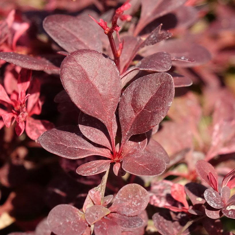 Berberis thunbergii Flamingo - Epine-vinette (Feuillage)