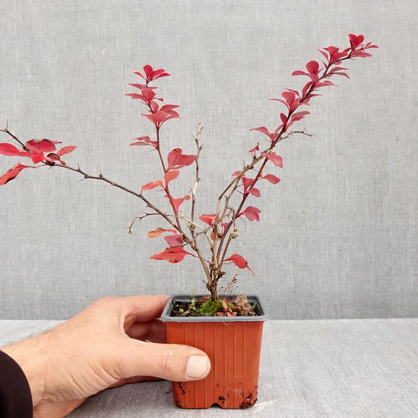 Spécimen de Berberis thunbergii Golden Ring - Epine-vinette Godet de 8/9 cm tel que livré en automne