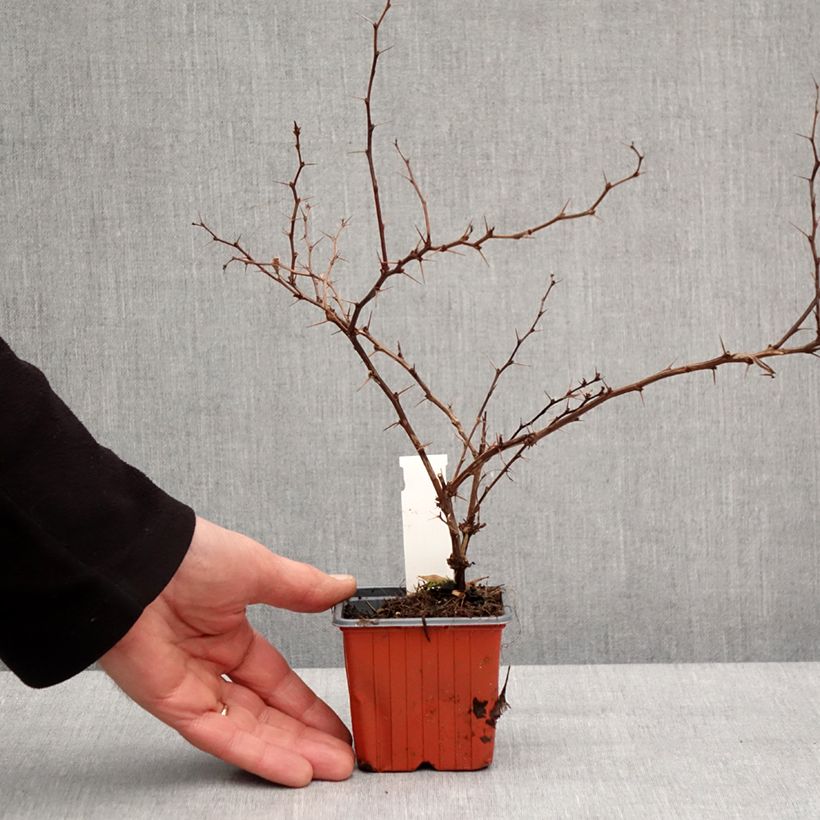Example of Berberis thunbergii Golden Ring - Epine-vinette Godet de 8/9 cm as you get in hiver
