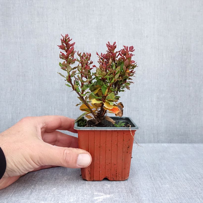 Spécimen de Berberis thunbergii Golden Ruby - Epine-vinette Godet de 8/9 cm tel que livré en automne