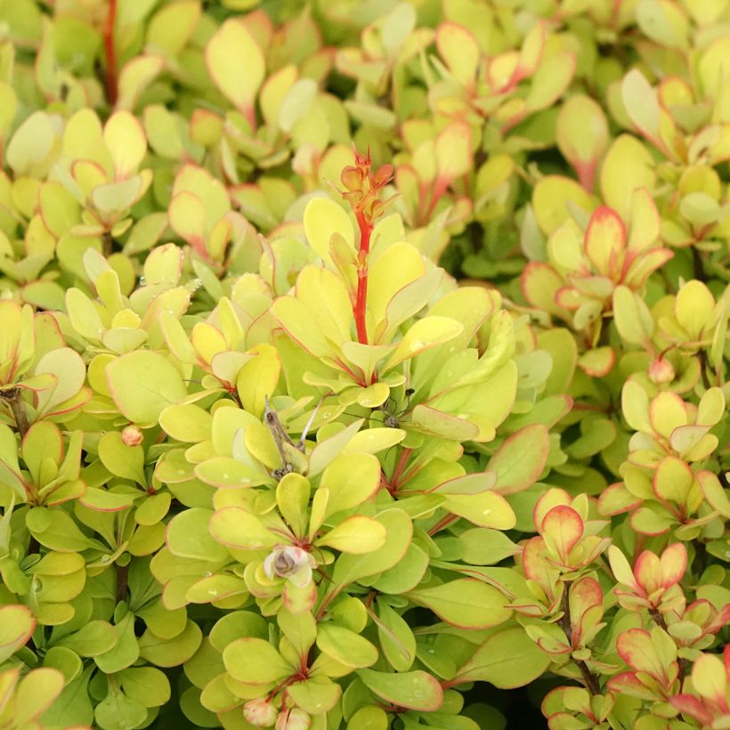 Berberis thunbergii Golden Torch - Epine-vinette (Feuillage)