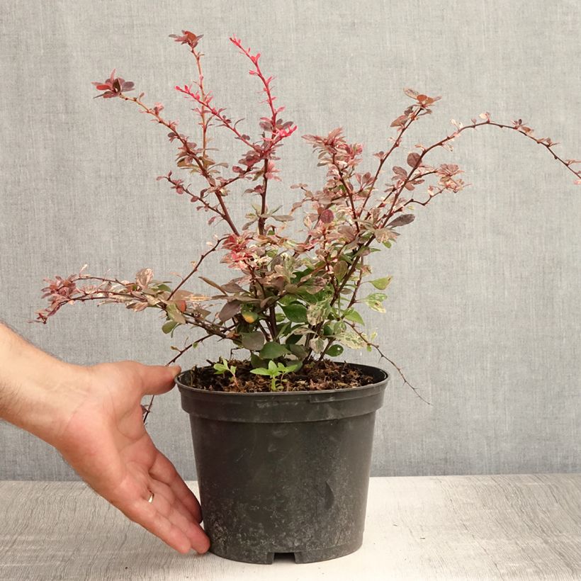 Spécimen de Berberis thunbergii Harlequin - Epine-vinette Pot de 2L/3L tel que livré en été