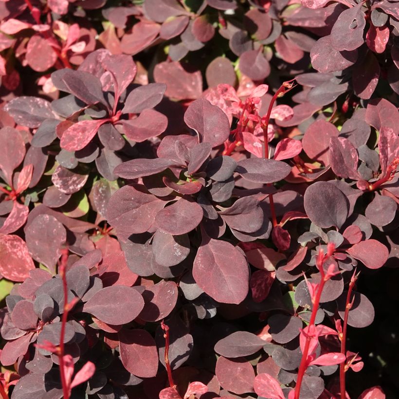 Berberis thunbergii Inspiration - Épine-vinette (Feuillage)