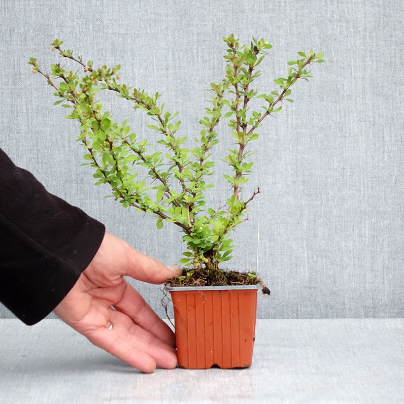 Spécimen de Berberis thunbergii Kelleriis - Epine-vinette Godet de 8/9 cm tel que livré au printemps