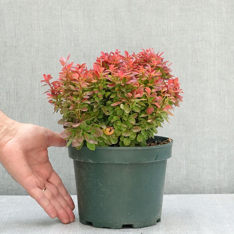 Spécimen de Berberis thunbergii Lutin Rouge -  Epine-vinette naine Pot de 2L/3L tel que livré en été