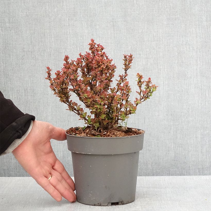 Example of Berberis thunbergii Lutin Rouge -  Epine-vinette naine Pot de 2L/3L as you get in printemps