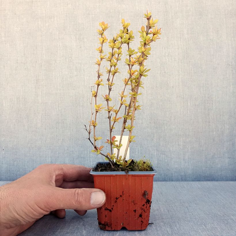 Example of Berberis thunbergii Maria - Épine-vinette Godet de 8/9 cm as you get in printemps