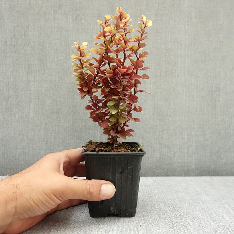 Spécimen de Berberis thunbergii Orange Torch - Epine-vinette Godet de 8/9 cm tel que livré en été
