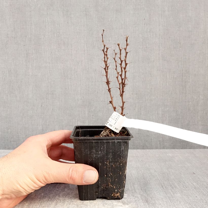 Example of Berberis thunbergii Orange Torch - Epine-vinette Godet de 8/9 cm as you get in hiver