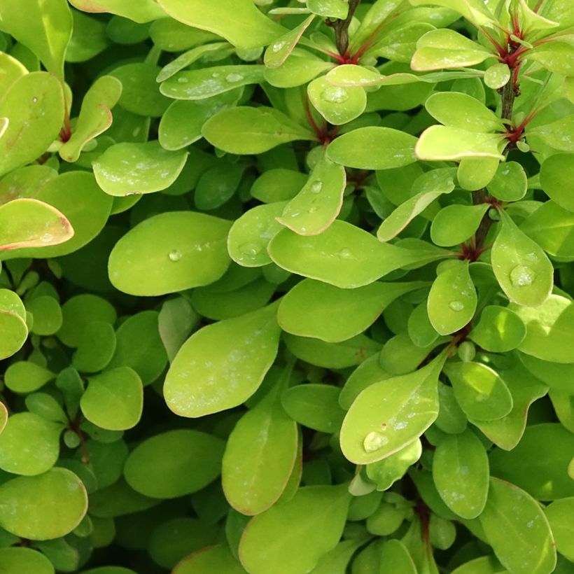 Berberis thunbergii Powwow - Epine-vinette (Foliage)