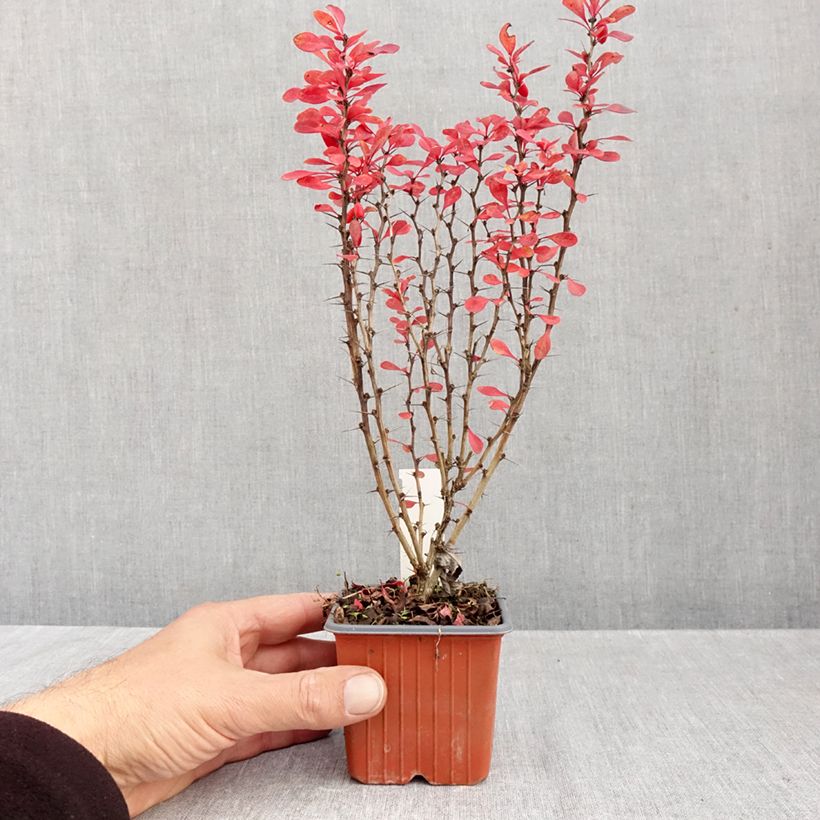 Spécimen de Berberis thunbergii Powwow - Epine-vinette Godet de 8/9 cm tel que livré en automne
