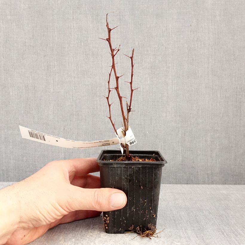Example of Berberis thunbergii Red Torch - Epine-vinette Godet de 8/9 cm as you get in hiver