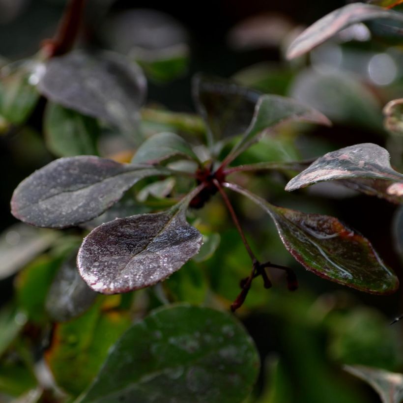 Berberis thunbergii Rosy Glow (Foliage)