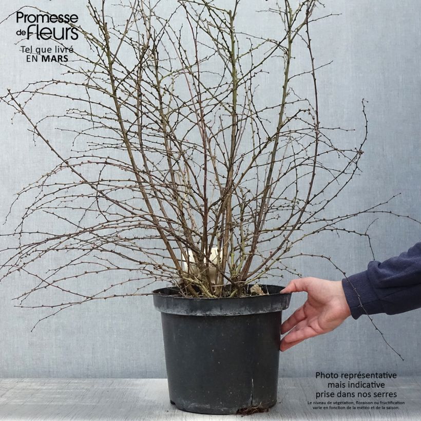 Example of Berberis thunbergii Rosy Glow Pot de 7,5L/10L as you get in printemps