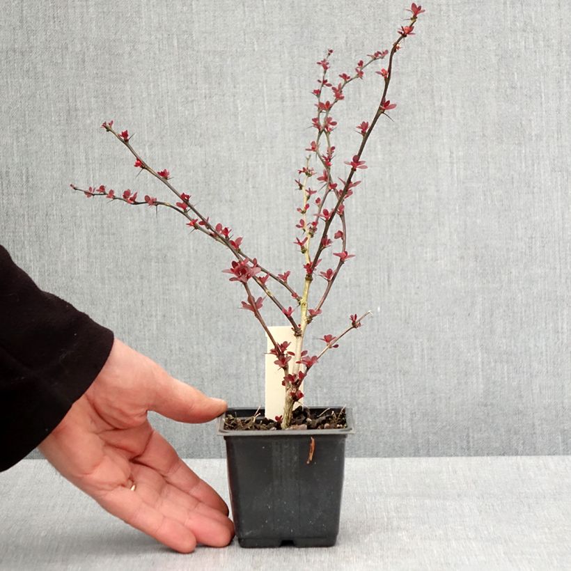 Example of Berberis thunbergii Rosy Glow Godet de 8/9 cm as you get in printemps