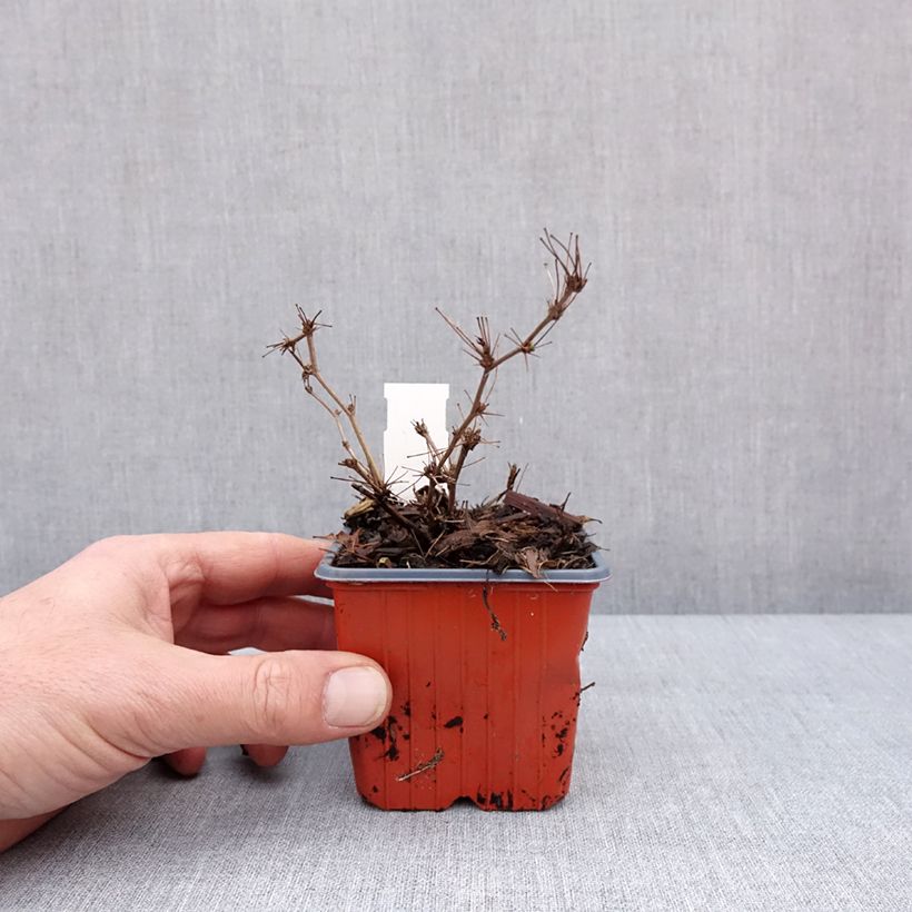 Example of Berberis thunbergii Ruby Star - Epine-vinette Godet de 8/9 cm as you get in hiver