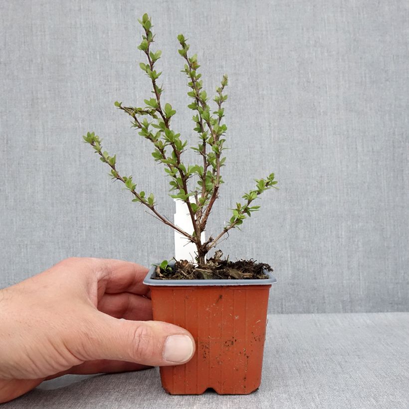 Spécimen de Berberis thunbergii Silver Beauty - Epine-vinette Godet de 8/9 cm tel que livré au printemps