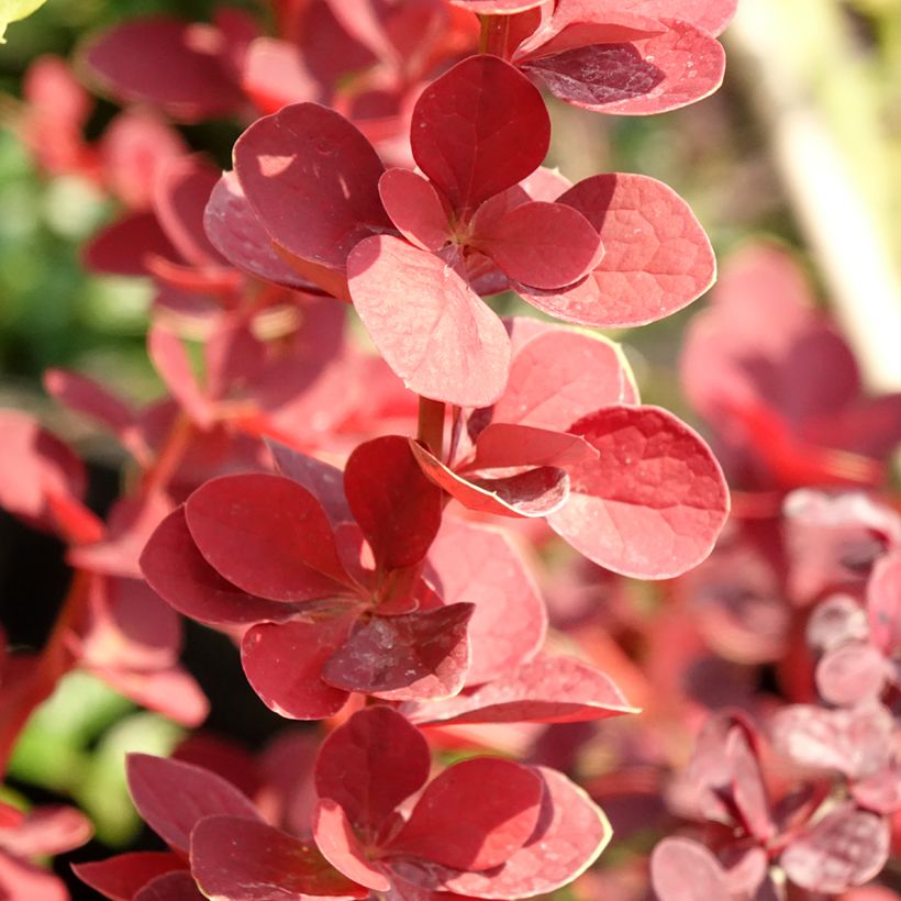 Berberis thunbergii Toscana (Feuillage)
