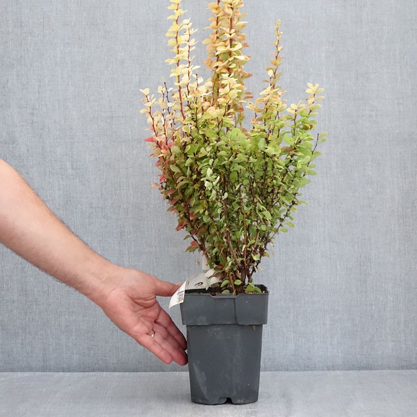 Spécimen de Berberis thunbergii Yellow Tower - Epine-vinette Pot de 2L/3L tel que livré en été