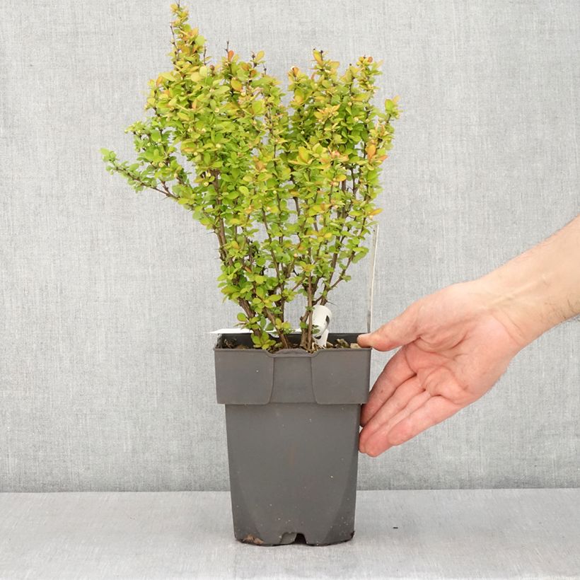 Spécimen de Berberis thunbergii Yellow Tower - Epine-vinette Pot de 2L/3L tel que livré au printemps