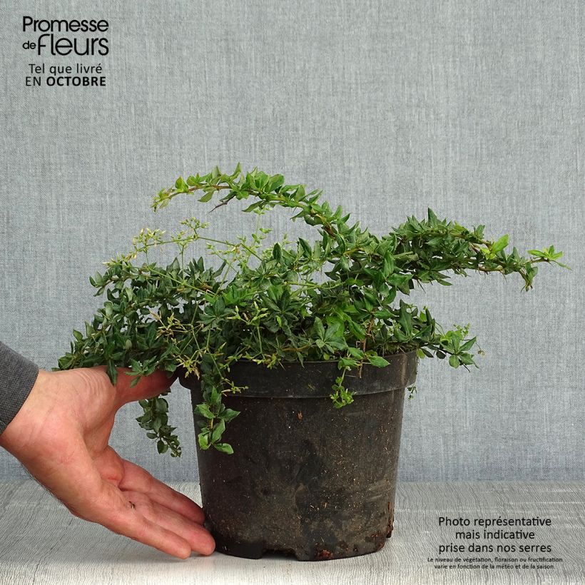 Spécimen de Berberis verrucolosa - Épine vinette verruqueuse Pot de 2L/3L tel que livré en automne