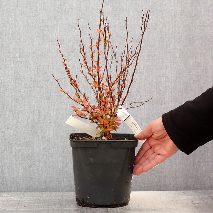 Example of Berberis (x) thunbergii Orange Ice - Epine-vinette Pot de 2L/3L as you get in printemps